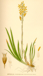 ©Copyright  Bilder ur Nordens Flora
