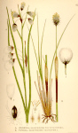 ©Copyright  Bilder ur Nordens Flora