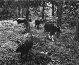© Tore Hagman/N